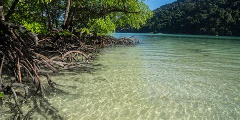 What Is The Role Of Mangroves In Protecting Coastal Areas From Storms ...