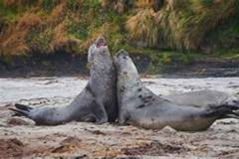 17 Day Magellan Explorer Falklands Malvinas South Georgia