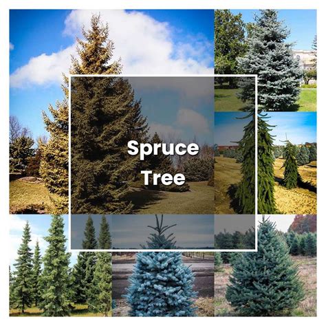 How To Grow Spruce Tree Plant Care Tips NorwichGardener