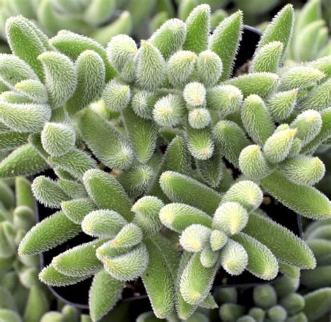 Best 15 Fuzzy Succulents And Their Care The Succulent Eclectic