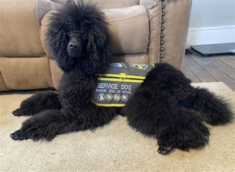 Performance Poodles | United Poodle Association