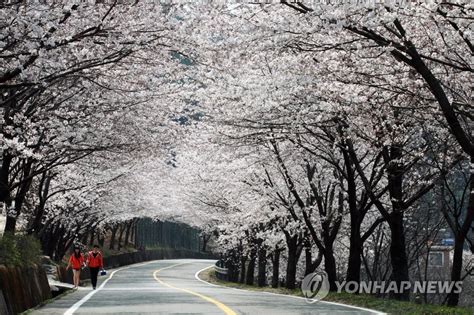 코로나19 확산 방지 하동 화개장터 벚꽃축제 취소 연합뉴스