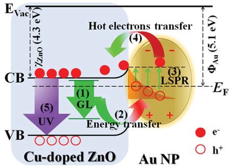 Schematic Illustration Of The Possible Mechanism Of The UV Enhancement