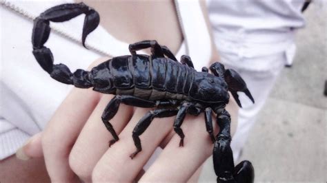 Black Scorpion Wallpapers Top Free Black Scorpion Backgrounds