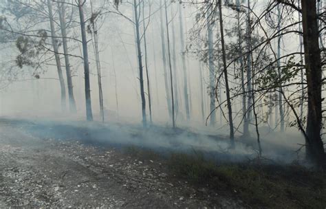 Incendie à la forêt de Rochefort après le feu la forêt reprend ses