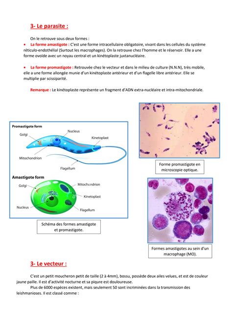 Solution Parasitologie Les Leishmanioses Studypool