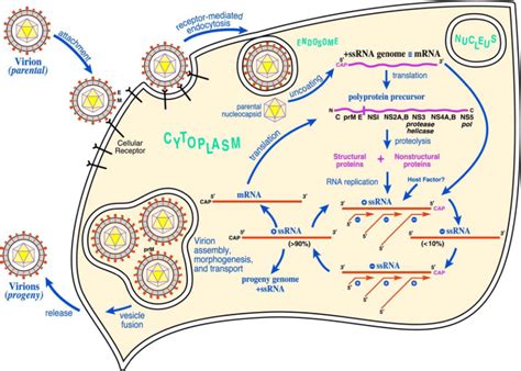 yellow fever virus life cycle