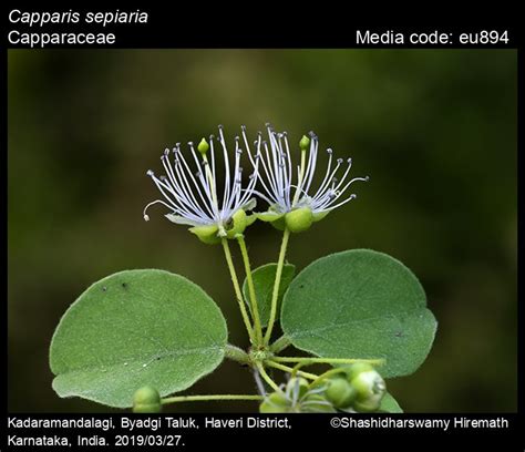 Capparis Sepiaria Butterfly