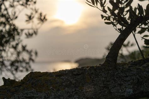 Olive Tree And Sunset Vela Luka Croatia Stock Photo Image Of