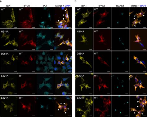 Localization of b0 AT rBAT and its Ca² binding site Download