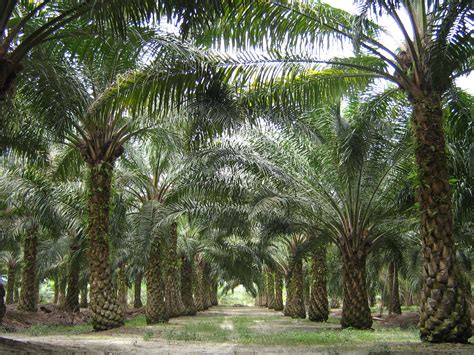 File:Oilpalm malaysia.jpg - Wikipedia