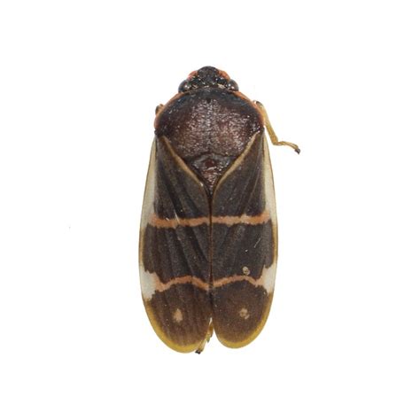 Cercopidae sp - BioQuipBugs