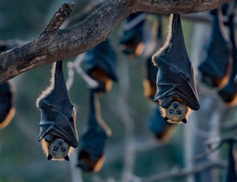 About Bat Conservation And Rescue Qld Inc