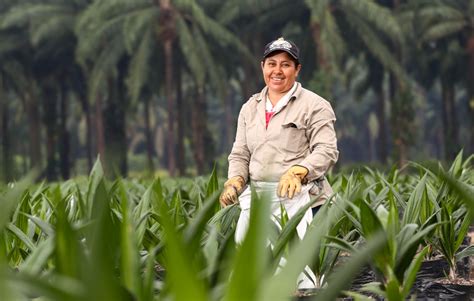 Se espera que producción de aceite de palma llegue a 1 8 millones de