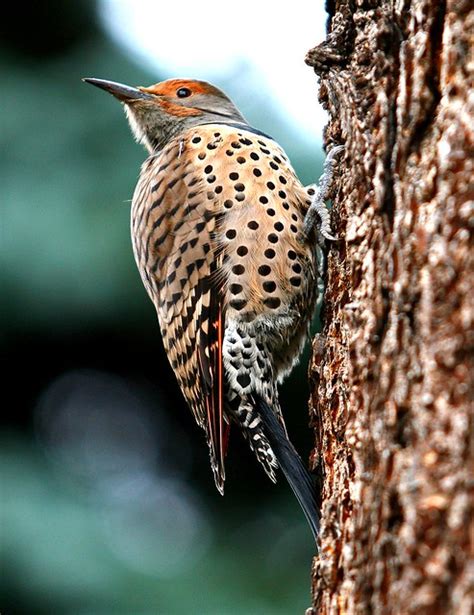 Northern Flicker Female Woodpecker Flickr Photo Sharing