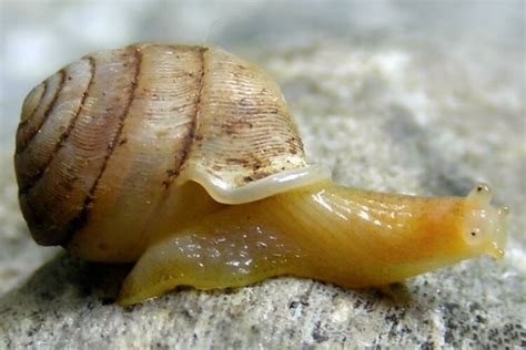 The Volcano Snails A Look Inside Its World Gudstory