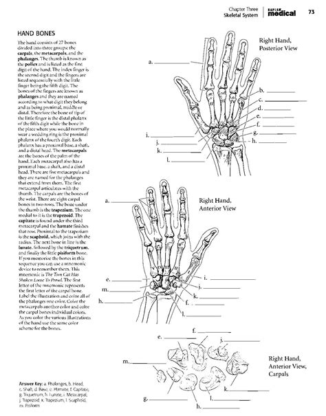 Anatomy Coloring Pages Pdf - universallist