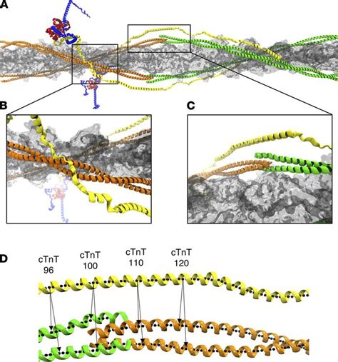 JCI Insight Computational And Biophysical Determination Of