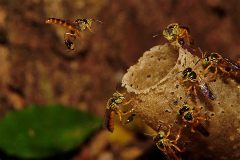 Abelhas nativas são mais sensíveis a agrotóxico que espécie usada em