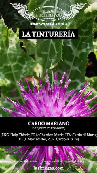 Cardo Mariano Silybum Marianum Tintura Madre Tinturas Madre