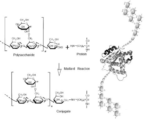 Schematic Representation Of Protein Polysaccharide Bond During Maillard Download Scientific