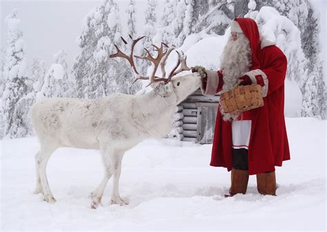 Santa Claus feeding reindeer at the top Ritavaara in Pello in Lapland ...