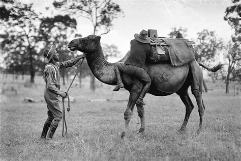 Camels In The Southwest The Us Camel Corps 1856 1866 History