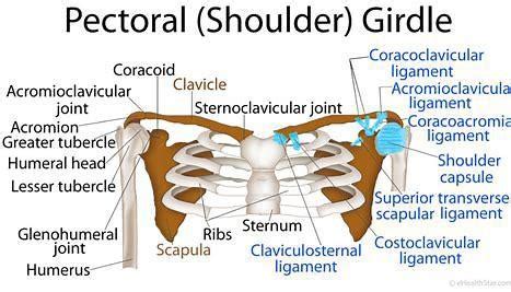 Anatomy And Function Of The Shoulder Girdle Glenohumeral Joint Anatomy