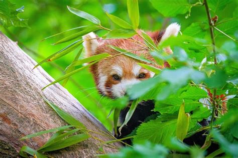 Premium Photo | Red panda in forest red panda lying on the tree with ...