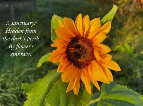 Haiku: Sunflower’s Secret | Forged Mettle Farm