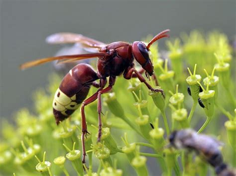 Production of electricity via solar power. Oriental Hornet (Vespa ...