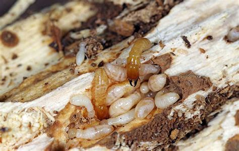 Termite Larvae Identification