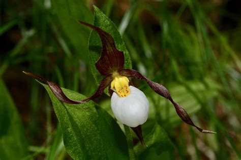 Mountain Lady S Slipper Cypripedium Montanum Spring Creek Flickr