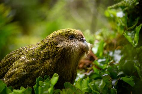 Kākāpō breeding - behind the scenes | Conservation blog