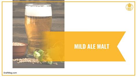 Beer Malt Types: A Comprehensive Guide on the Roots of Beer