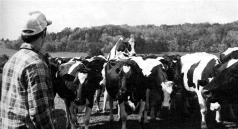 Помещения для содержания могут быть разными.