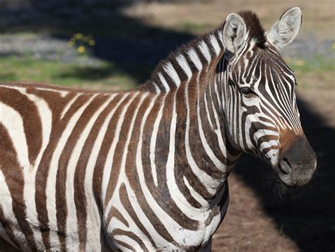 Plains Zebra - Seneca Park Zoo