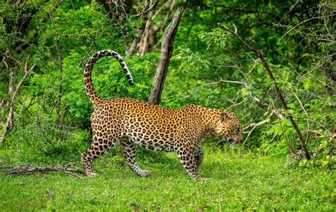 Premium Photo Leopard Panthera Pardus Kotiya In Yala National Park