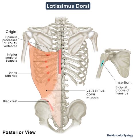 Latissimus Dorsi: Origin, Insertion, Action, Innervation, Diagram