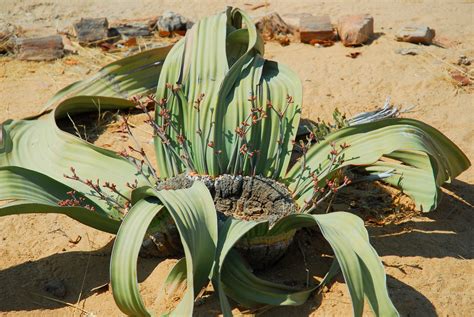 El Potencial Del Arroz Transgénico Para Reducir La Desnutrición Fundacion Antama