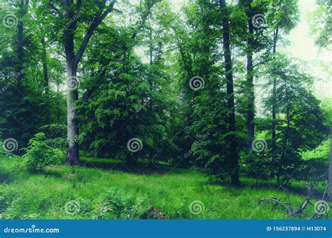 Bosque Amplio De Los Rboles De La Hoja En La Luz Del D A De La