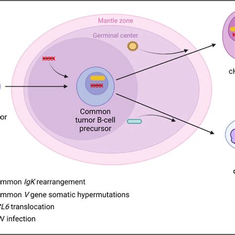 Suggested Lymphomagenesis Model For Classical Hodgkin Lymphoma