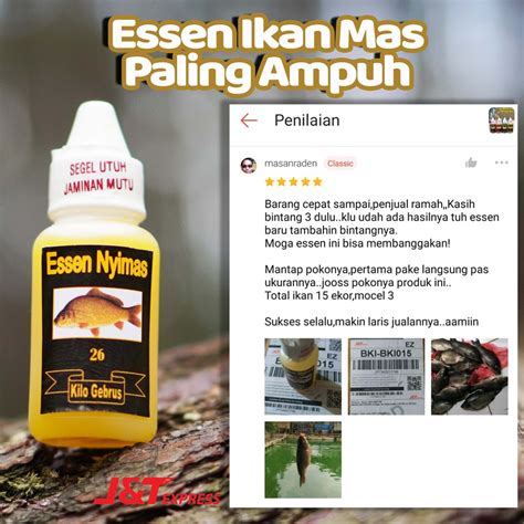 Jual Essen Ikan Mas Paling Ampuh Untuk Ikan Mas Babon Dan Ikan Mas Rame