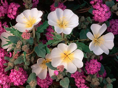 Fondos De Pantalla Flores Diferente Hierbas Cama De Flores