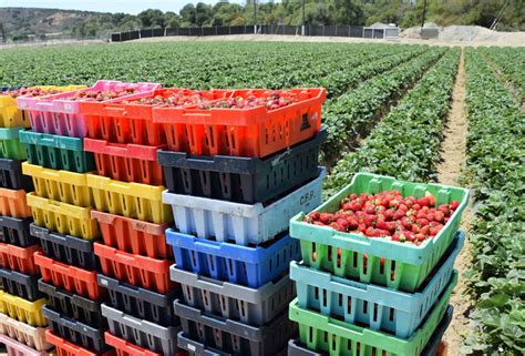 Strawberries Pesticides How Californias Farmers Are Looking For New