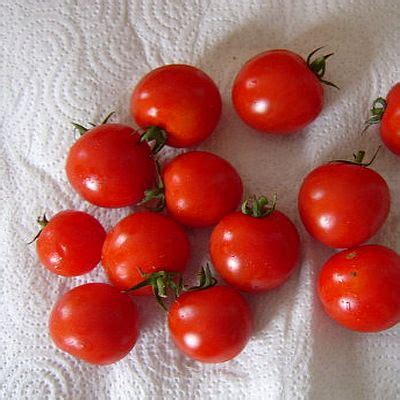 Tomate Primavera Kologisches Saatgut Saatfix Blumenzwiebel Shop