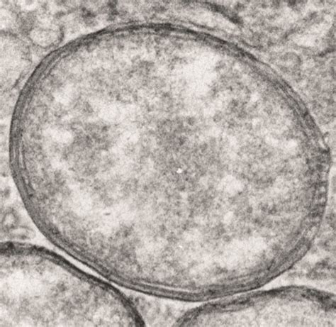 Bacteria that changed the world: Wolbachia – More Than A Dodo