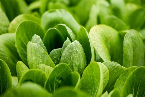 6 Quick Tips How To Grow Bok Choy The Gardening Dad