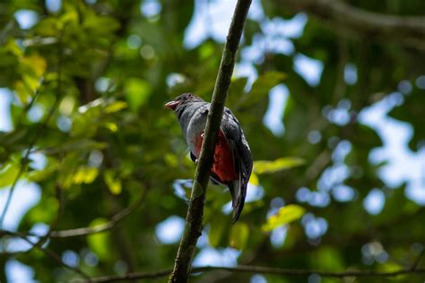 Trogon Massena Slaty Tailed Trogon Female Trogonidae Flickr