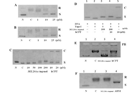 Inhibition Of Topo I Activity By Ez Ac Ingenol And The Mechanism Of